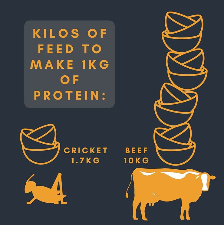 protein in crickets vs cows